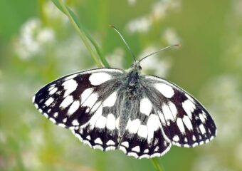 Butterfly on Flower